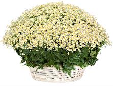 Цветочная композиция из Ромашки в корзине #REPLACE_PRED# Олымский